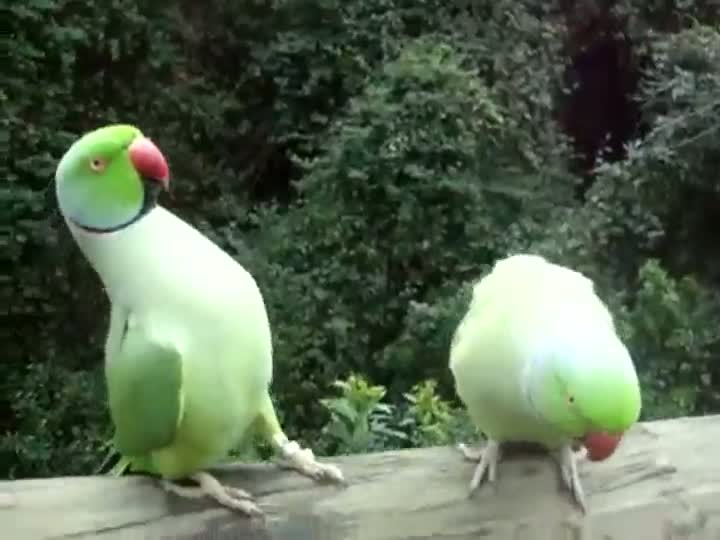 Watch Birds Have Interesting Conversation Video