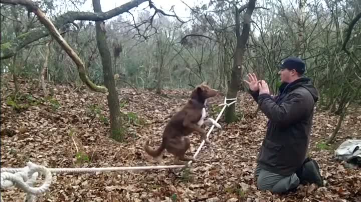 Watch Not Your Usual Dog Trick Video