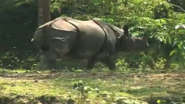 Watch Kaziranga national park greets visitors Video