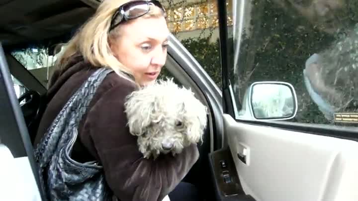 Watch Amazing Rescue of a Dog Video