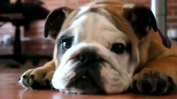 Watch Bulldog Makes Funny Sounds Video
