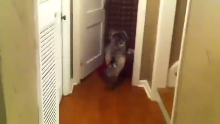 Watch Dog Runs Into Room And Shuts Door Video