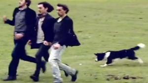 Watch Sheepdog Rounds Up Mates for St. Patrick's Day Video