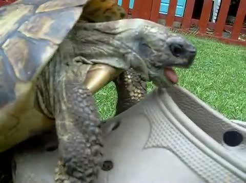 Watch Turtle Has $ex With A Croc Video