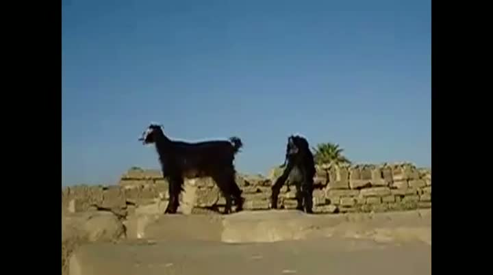 Watch Goats That Sound Like People Video