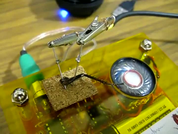Watch Cockroach Leg Stimulated With Music Video
