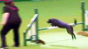 Watch Animal Instincts Take Over At Cruft's Dog Show Video