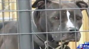 Watch 19 Year Old Caught Having $ex With Neighbor Dogs Video