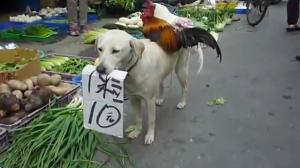 Watch Dog Selling Chickens In China Video