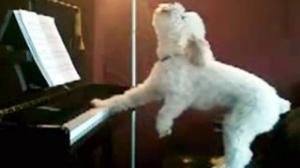 Watch Dog Playing Piano - Better Than Lady Gaga Video