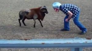 Watch Headbutting A Ram Video