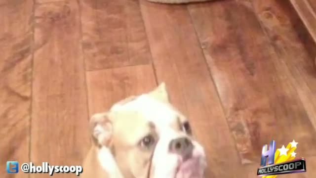 Watch Celebrity Pet Profile_ Miley Cyrus Puts Her Pups On Instagram Video