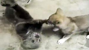 Watch Grizly Bear Cub Playing With Wolf Cub! Video