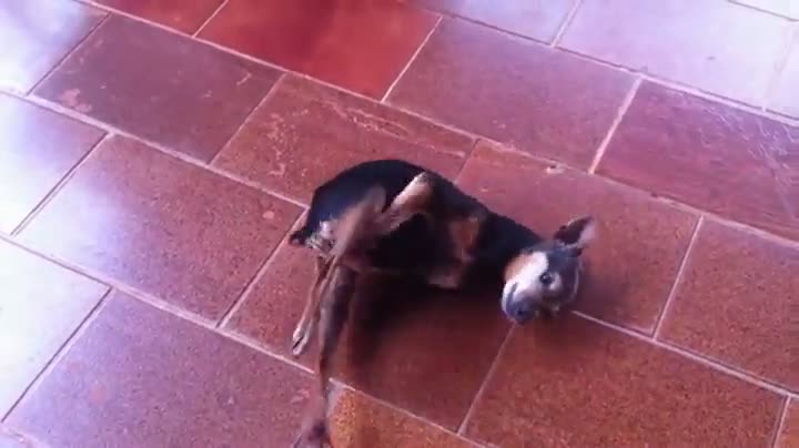 Watch Doggie Break Dance Video