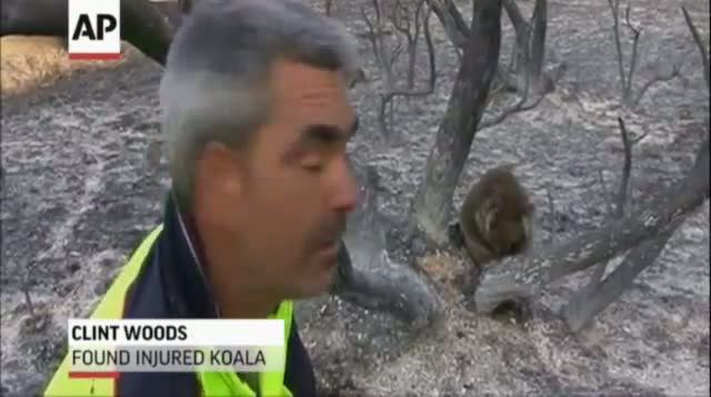 Watch Koalas Injured in Massive Brushfire in Australia Video