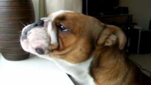 Watch Neutered Bulldog Sings The Blues Video