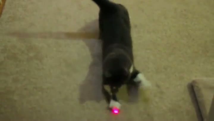Watch The Cat With The Fastest Hands Video