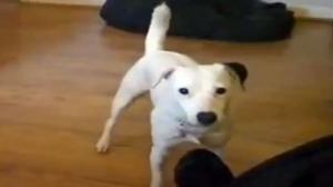 Watch Ridiculous Dog Fail Video