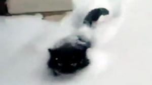 Watch Cat Defeats Snowbank Video