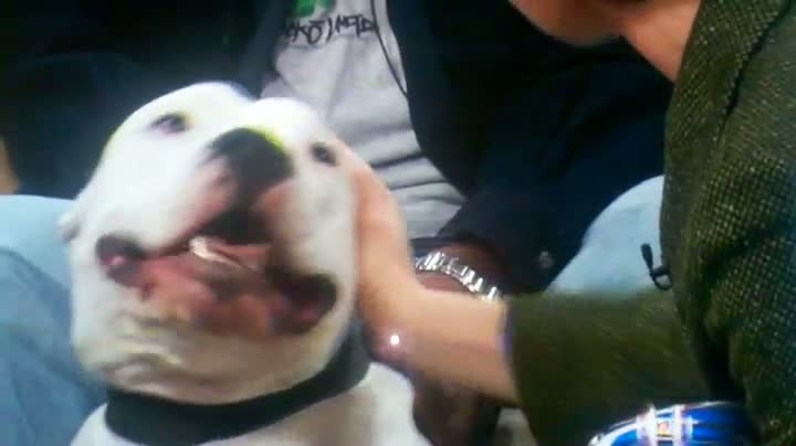 Watch Anchorwoman Gets Bit By Dog on Live TV With Audio Video