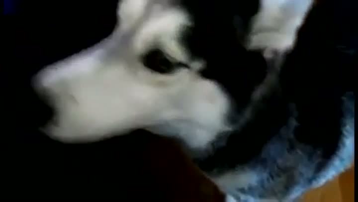 Watch Dog Speaks Like It's No Big Deal Video