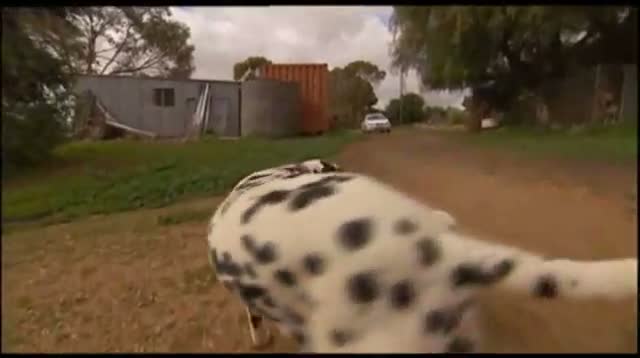 Watch Orphaned Spotted Lamb Adopted by Dalmatian Dog Video