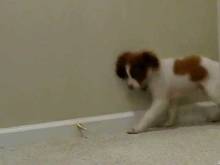 Watch Puppy Discovers Fun Involved With Door Stop Video