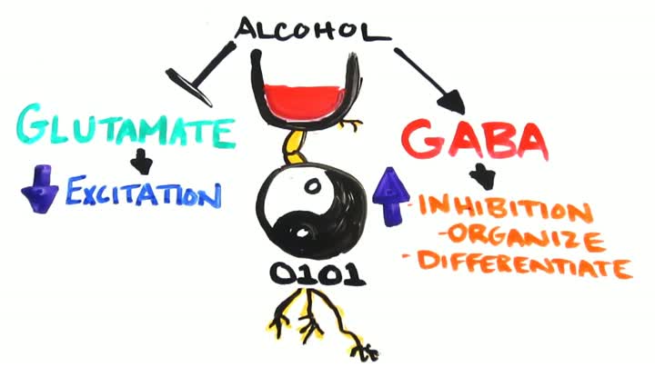 Watch Your Brain on Drugs: Alcohol Video