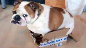 Watch Bulldog In a Box Video