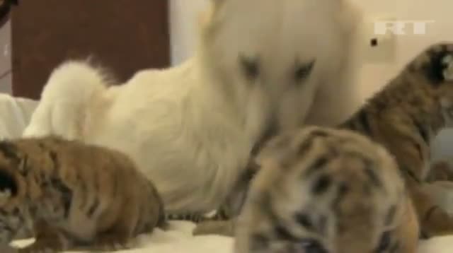 Watch Raw: Tiger Cubs Nursed by Dog Video