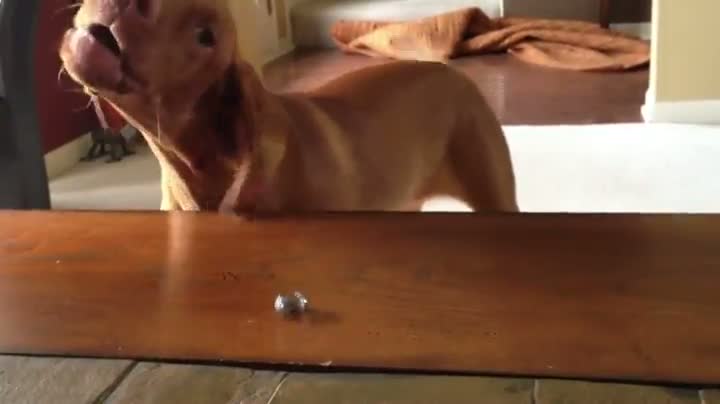 Watch This Dog Hates Rings Video