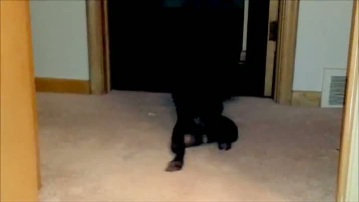 Watch Enthusiastic Bulldog Video