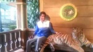 Watch Guy Wants His Picture Taken With The Tiger Video