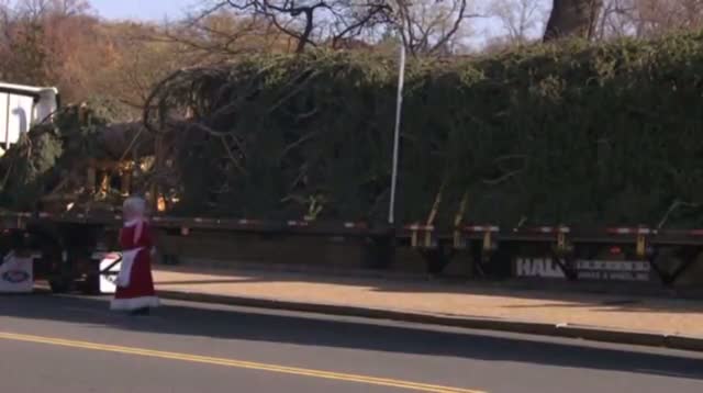 Watch Raw: Capitol Christmas Tree Arrives Video
