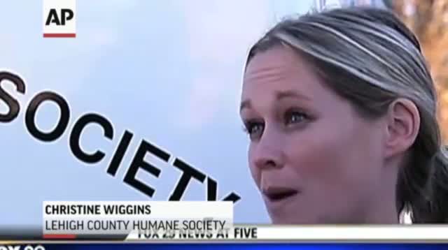 Watch Necropsy: 11 Animals Skinned in Pa. May Be Foxes Video