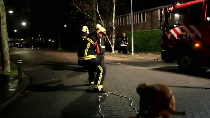Watch Good Guy Dog Helps Firemen With Damaged Tree Video