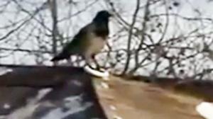 Watch Snowboarding Bird Video