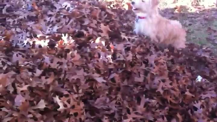 Watch Dog Looks for Ball in Pile of Leaves Video