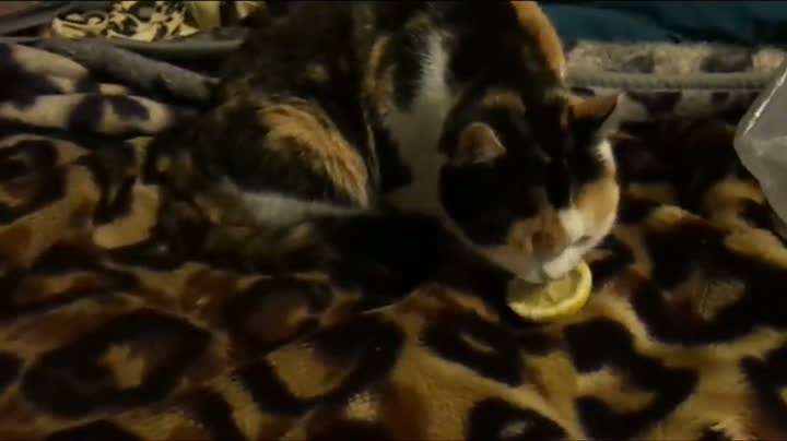 Watch This Cat Is A Sour Puss Video