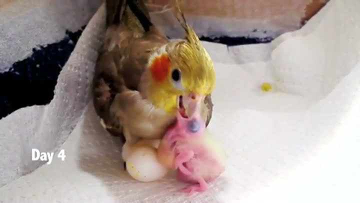 Watch Baby Cockatiel's First 30 Days Video