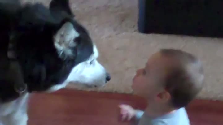 Watch Dog Communicates With Baby Video