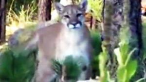 Watch Up Close and Personal with Mountain Lion Video
