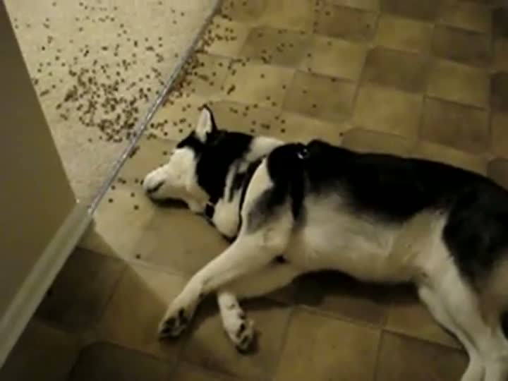 Watch Lazy Dog Eats Spilled Food Video