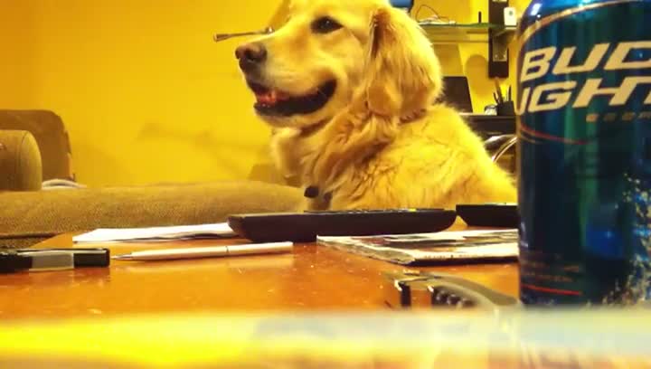 Watch Dog Bobs Head To Music! Video