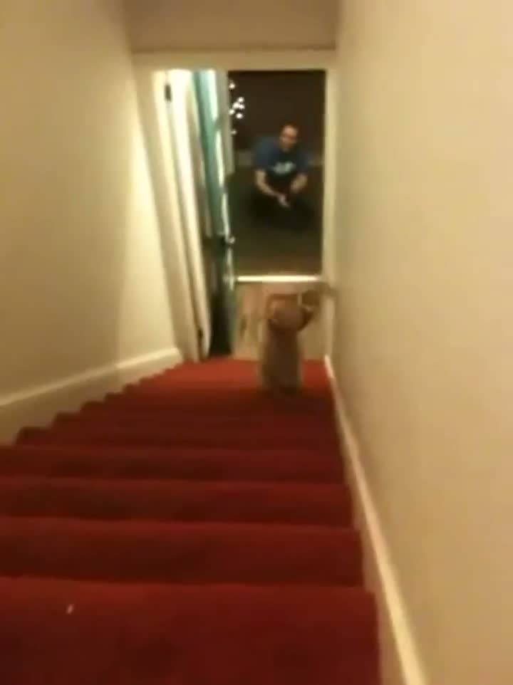 Watch Dog Wearing Pants Does Handstand Down Stairs Video