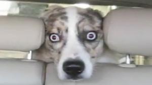 Watch Doggy Car Wash Horror Video