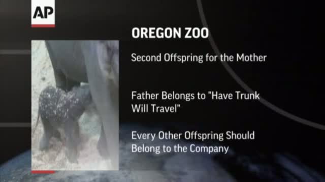 Watch Zoo: Baby Elephant Will Stay in Portland, Ore. Video
