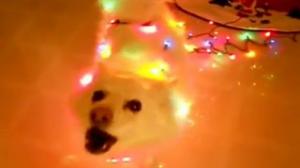 Watch Animals Sing "12 Days of Christmas" Video