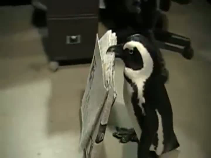 Watch Penquin Fetches Newspaper Video
