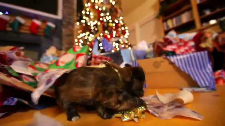 Watch A Puppy Christmas Video